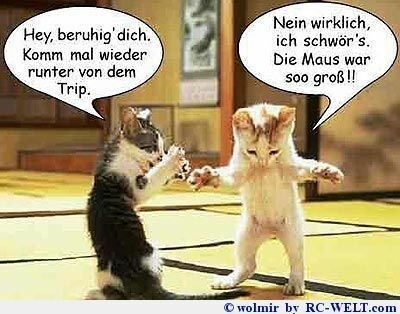 Katzen-Witz-XD.jpg