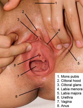 vagina-anatomy.jpg